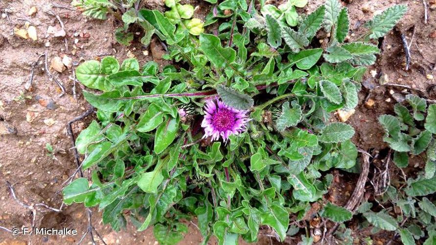 <i>Centaurea pullata</i> L., 1753 © F. Michalke