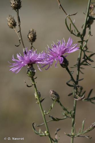 <i>Centaurea stoebe</i> L., 1753 © O. Nawrot