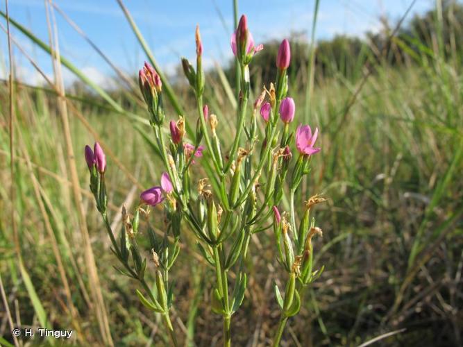 <i>Centaurium littorale</i> (Turner) Gilmour, 1937 © H. Tinguy