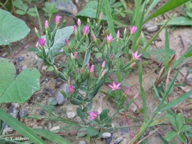 <i>Centaurium pulchellum</i> (Sw.) Druce, 1907 © 