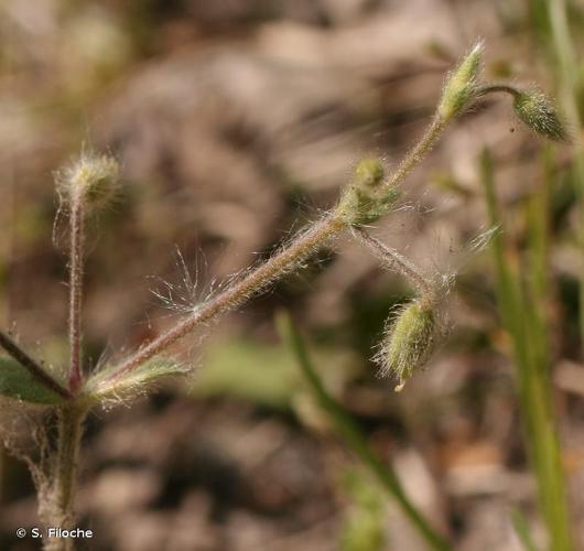 <i>Cerastium brachypetalum</i> Pers., 1805 © S. Filoche