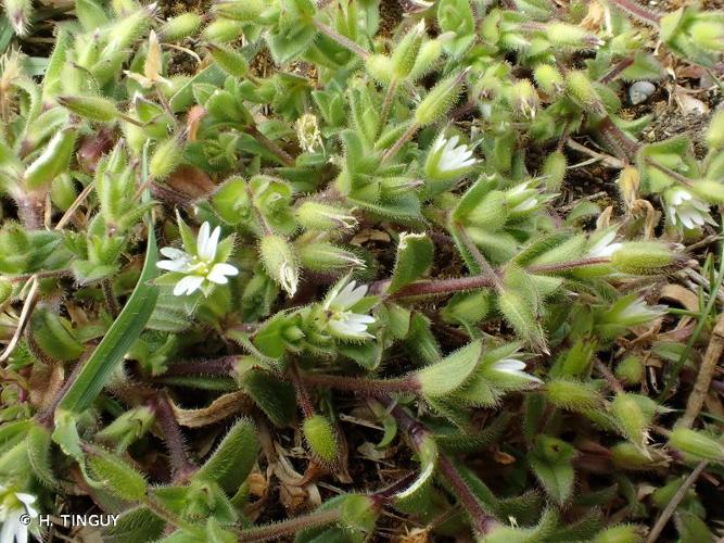 <i>Cerastium diffusum</i> Pers., 1805 © H. TINGUY