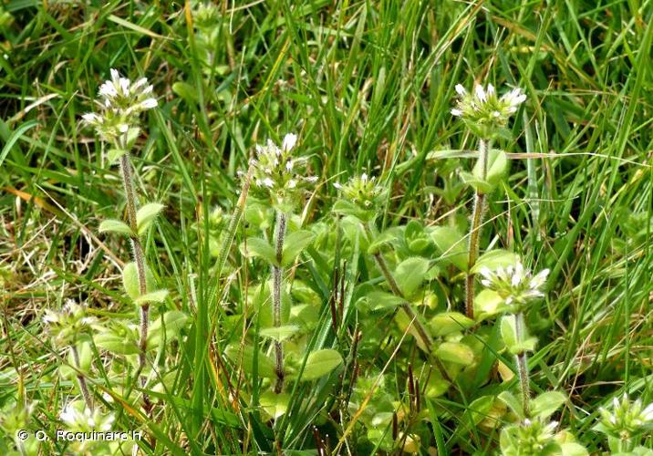 <i>Cerastium glomeratum</i> Thuill., 1799 © O. Roquinarc'h