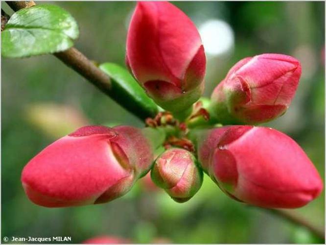 <i>Chaenomeles japonica</i> (Thunb.) Lindl. ex Spach, 1834 © J.-J. Milan