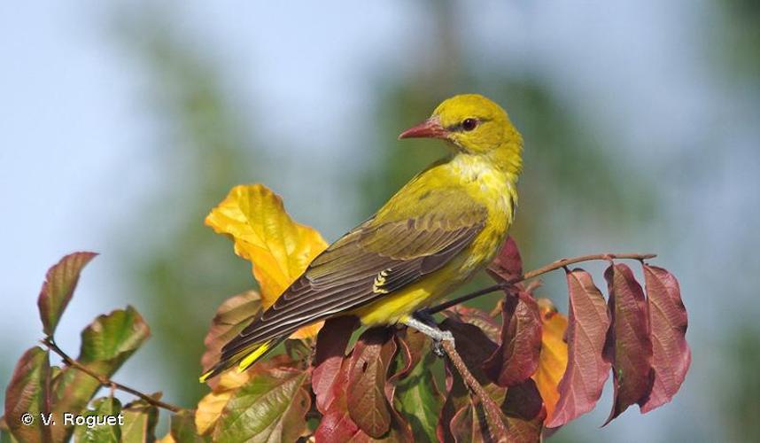 <i>Oriolus oriolus</i> (Linnaeus, 1758) © V. Roguet