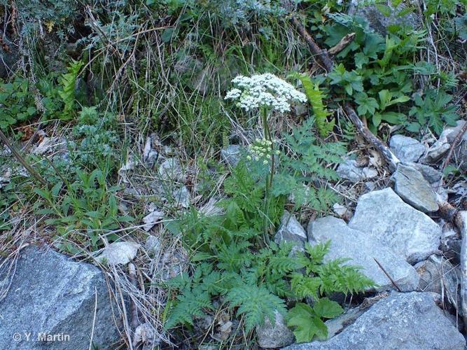 <i>Chaerophyllum villarsii</i> W.D.J.Koch, 1837 © 