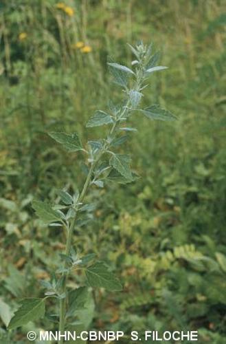 <i>Chenopodium album</i> L., 1753 © MNHN-CBNBP S. Filoche