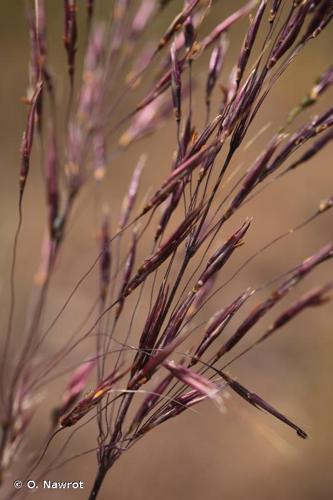 <i>Chrysopogon gryllus</i> (L.) Trin., 1820 © O. Nawrot