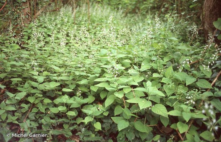 <i>Circaea lutetiana</i> L., 1753 © Michel Garnier