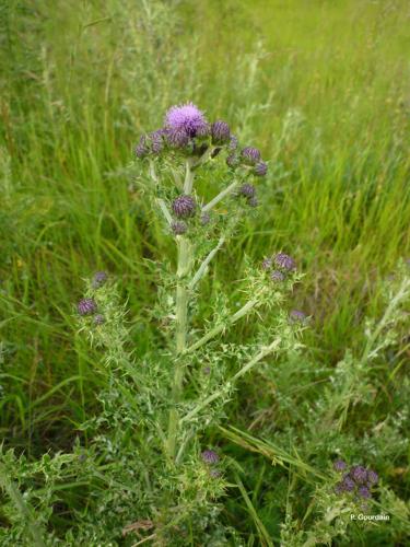 <i>Cirsium arvense</i> (L.) Scop., 1772 © P. Gourdain