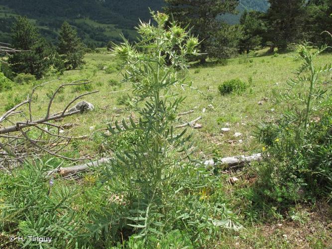 <i>Cirsium morisianum</i> Rchb.f., 1853 © H. Tinguy