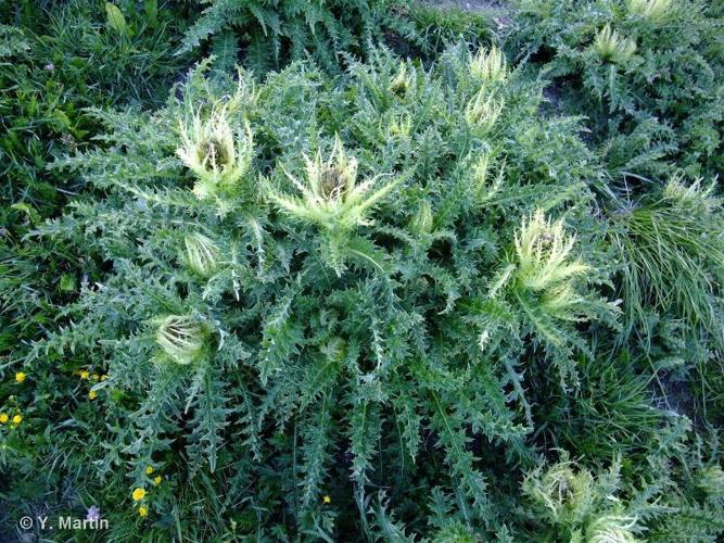 <i>Cirsium spinosissimum</i> (L.) Scop., 1769 © 