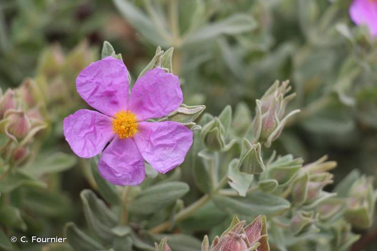 <i>Cistus albidus</i> L., 1753 © C. Fournier