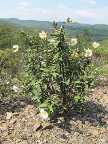 <i>Cistus laurifolius</i> L., 1753 © H. Tinguy