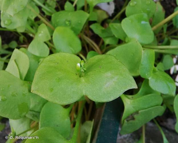 <i>Claytonia perfoliata</i> Donn ex Willd., 1798 © O. Roquinarc'h